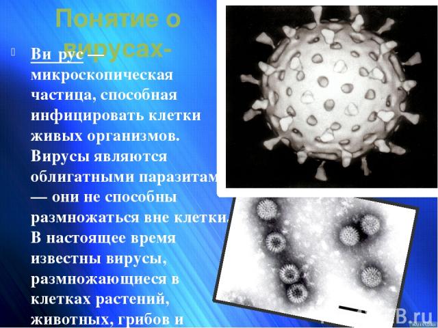 Понятие о вирусах- Ви рус — микроскопическая частица, способная инфицировать клетки живых организмов. Вирусы являются облигатными паразитами — они не способны размножаться вне клетки. В настоящее время известны вирусы, размножающиеся в клетках расте…