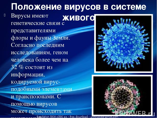 Положение вирусов в системе живого Вирусы имеют генетические связи с представителями флоры и фауны Земли. Согласно последним исследованиям, геном человека более чем на 32 % состоит из информации, кодируемой вирус-подобными элементами и транспозонами…