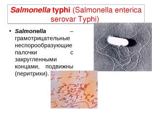 Salmonella typhi (Salmonella enterica serovar Typhi) Salmonella – грамотрицатель
