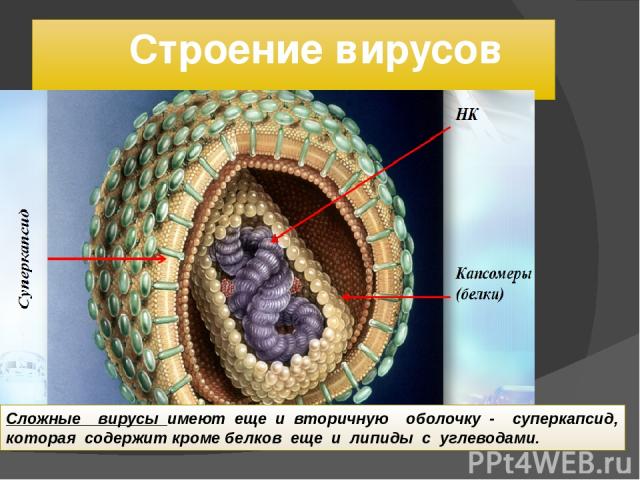 Строение вирусов Сложные вирусы имеют еще и вторичную оболочку - суперкапсид, которая содержит кроме белков еще и липиды с углеводами.