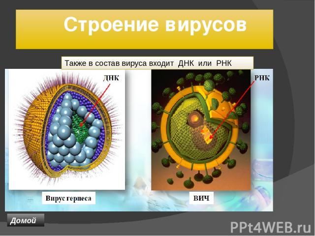Строение вирусов Также в состав вируса входит ДНК или РНК Домой