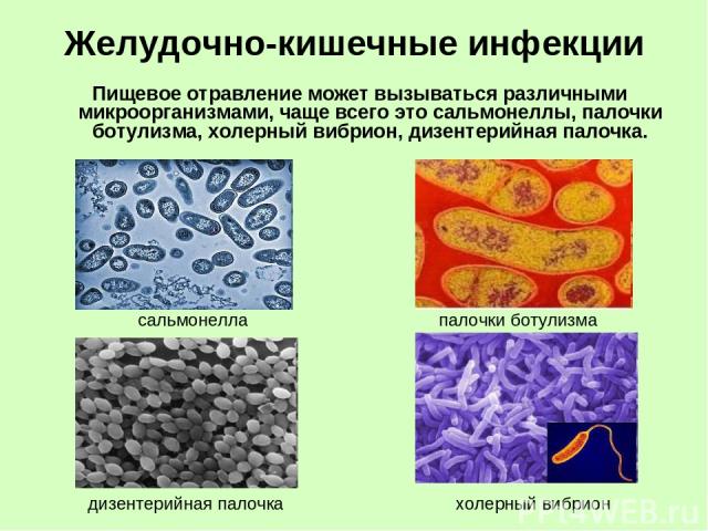 Желудочно-кишечные инфекции Пищевое отравление может вызываться различными микроорганизмами, чаще всего это сальмонеллы, палочки ботулизма, холерный вибрион, дизентерийная палочка. сальмонелла палочки ботулизма холерный вибрион дизентерийная палочка