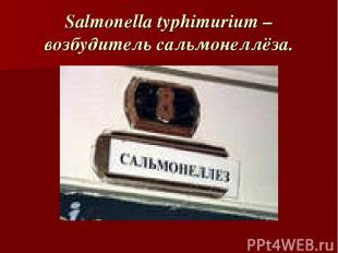 Salmonella typhimurium – возбудитель сальмонеллёза.