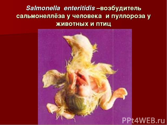 Salmonella enteritidis –возбудитель сальмонеллёза у человека и пуллороза у животных и птиц