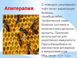 Апитерапия С помощью ужаливания пчёл лечат варикозную болезнь, тромбофлебит, тро