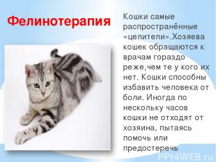 Фелинотерапия Кошки самые распространённые «целители».Хозяева кошек обращаются к