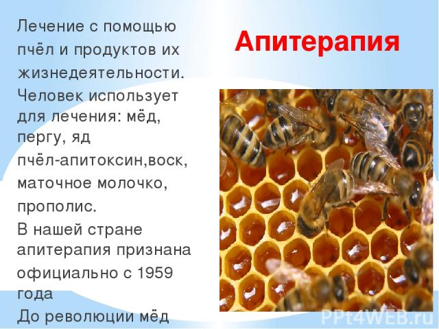 Апитерапия Лечение с помощью пчёл и продуктов их жизнедеятельности. Человек использует для лечения: мёд, пергу, яд пчёл-апитоксин,воск, маточное молочко, прополис. В нашей стране апитерапия признана официально с 1959 года До революции мёд официально…