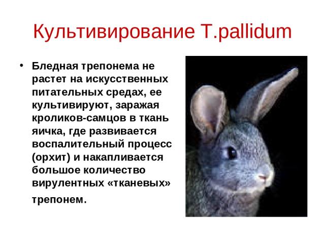 Культивирование T.pallidum Бледная трепонема не растет на искусственных питательных средах, ее культивируют, заражая кроликов-самцов в ткань яичка, где развивается воспалительный процесс (орхит) и накапливается большое количество вирулентных «тканев…