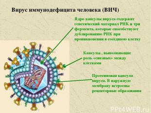 Вирус иммунодефицита человека (ВИЧ) Ядро капсулы вируса содержит генетический ма