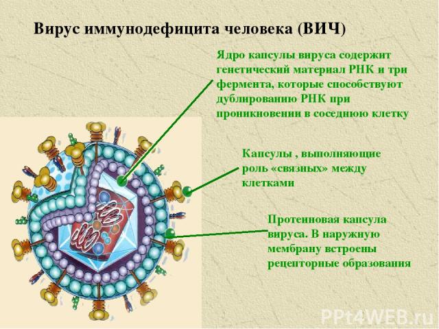 Вирус иммунодефицита человека (ВИЧ) Ядро капсулы вируса содержит генетический материал РНК и три фермента, которые способствуют дублированию РНК при проникновении в соседнюю клетку Капсулы , выполняющие роль «связных» между клетками Протеиновая капс…