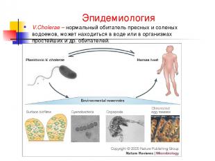 Эпидемиология V.Cholerae – нормальный обитатель пресных и соленых водоемов, може