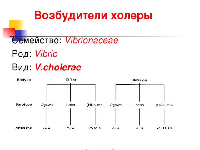 Возбудители холеры Семейство: Vibrionaceae Род: Vibrio Вид: V.cholerae 900igr.net