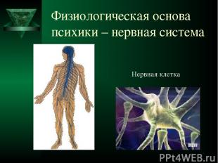 Физиологическая основа психики – нервная система Нервная клетка