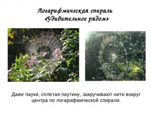 Логарифмическая спираль «Удивительное рядом» Даже пауки, сплетая паутину, закруч