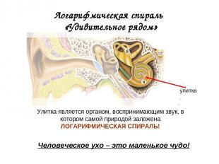 Логарифмическая спираль «Удивительное рядом» улитка Человеческое ухо – это мален