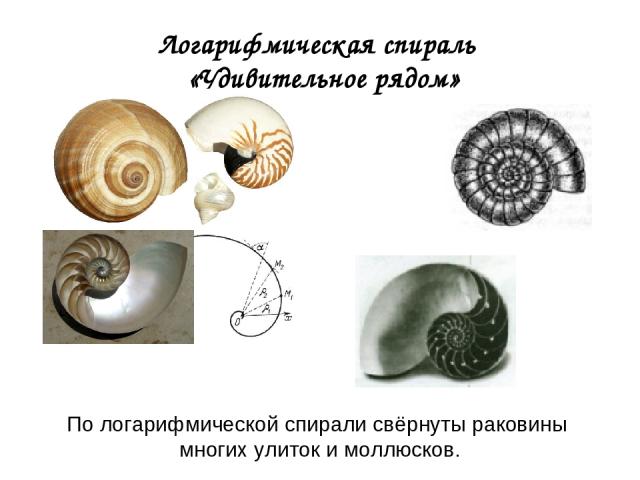 Логарифмическая спираль «Удивительное рядом» По логарифмической спирали свёрнуты раковины многих улиток и моллюсков.