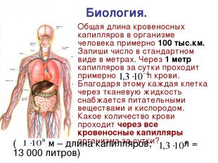 Общая длина кровеносных капилляров в организме человека примерно 100 тыс.км. Зап