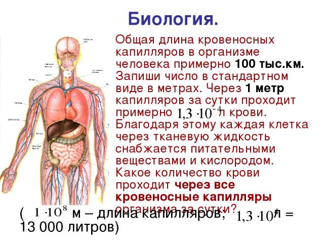 Общая длина кровеносных капилляров в организме человека примерно 100 тыс.км. Запиши число в стандартном виде в метрах. Через 1 метр капилляров за сутки проходит примерно л крови. Благодаря этому каждая клетка через тканевую жидкость снабжается питат…