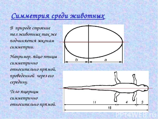 Симметрия среди животных В природе строение тел животных так же подчиняется законам симметрии. Например, яйцо птицы симметрично относительно прямой, проведенной через его середину. Тело ящерицы симметрично относительно прямой.