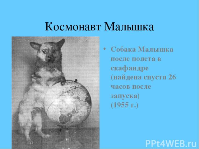 Космонавт Малышка Собака Малышка после полета в скафандре (найдена спустя 26 часов после запуска) (1955 г.) 