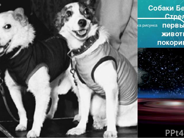 Собаки Белка и Стрелка первые животные покорившие космос