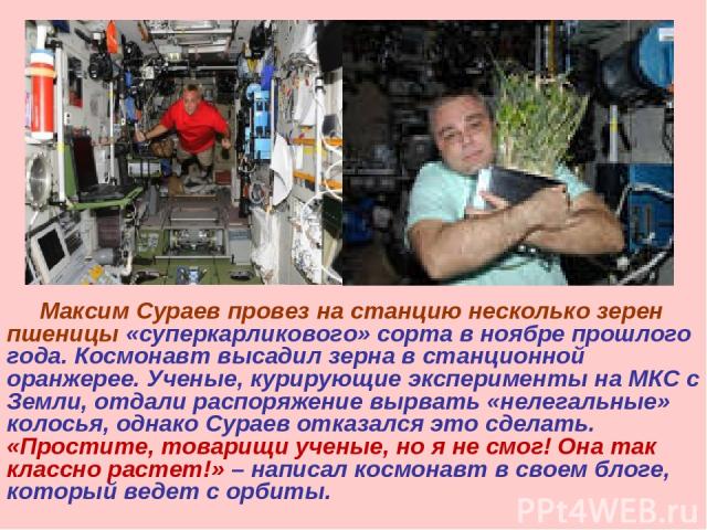 Максим Сураев провез на станцию несколько зерен пшеницы «суперкарликового» сорта в ноябре прошлого года. Космонавт высадил зерна в станционной оранжерее. Ученые, курирующие эксперименты на МКС с Земли, отдали распоряжение вырвать «нелегальные» колос…