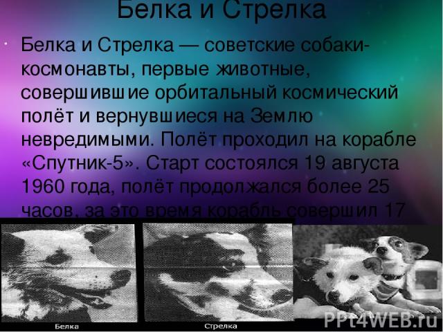 Белка и Стрелка Белка и Стрелка — советские собаки-космонавты, первые животные, совершившие орбитальный космический полёт и вернувшиеся на Землю невредимыми. Полёт проходил на корабле «Спутник-5». Старт состоялся 19 августа 1960 года, полёт продолжа…