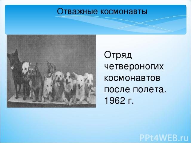 Отважные космонавты Отряд четвероногих космонавтов после полета. 1962 г.