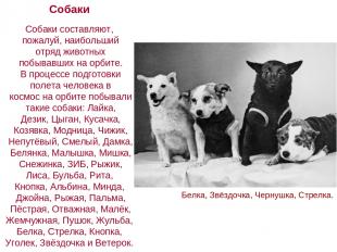 Собаки Собаки составляют, пожалуй, наибольший отряд животных побывавших на орбит