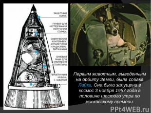 Первым животным, выведенным на орбиту Земли, была собака Лайка. Она была запущен