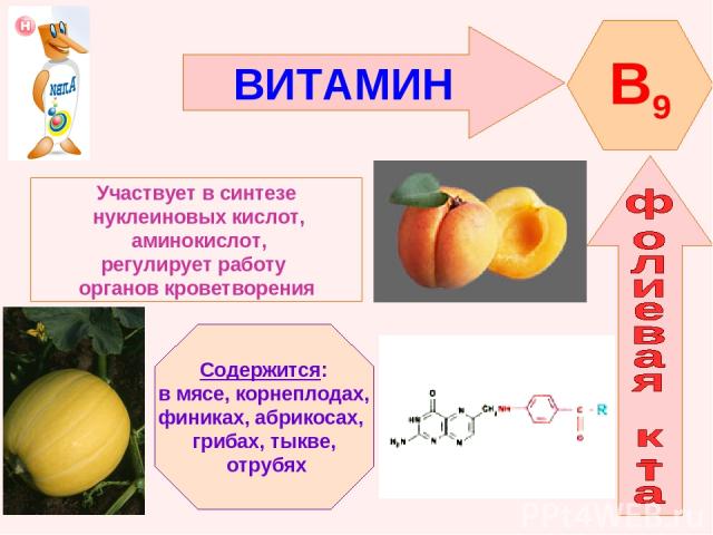 ВИТАМИН B9 Участвует в синтезе нуклеиновых кислот, аминокислот, регулирует работу органов кроветворения Содержится: в мясе, корнеплодах, финиках, абрикосах, грибах, тыкве, отрубях