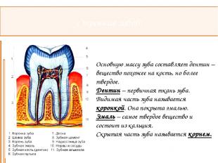 Строение зубов: Основную массу зуба составляет дентин – вещество похожее на кост