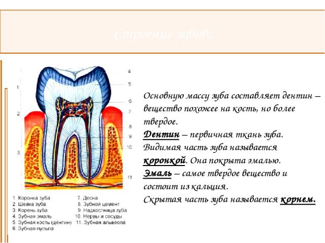 Строение зубов: Основную массу зуба составляет дентин – вещество похожее на кость, но более твердое. Дентин – первичная ткань зуба. Видимая часть зуба называется коронкой. Она покрыта эмалью. Эмаль – самое твердое вещество и состоит из кальция. Скры…