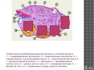 Схематическое изображение микроскопического строения яичника: 1 — примордиальные