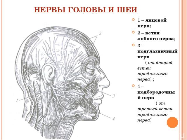 НЕРВЫ ГОЛОВЫ И ШЕИ 1 – лицевой нерв; 2 – ветви лобного нерва; 3 – подглазничный нерв ( от второй ветви тройничного нерва) ; 4 – подбородочный нерв ( от третьей ветви тройничного нерва)