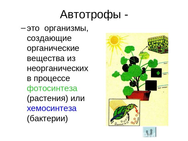 Автотрофы - это организмы, создающие органические вещества из неорганических в процессе фотосинтеза (растения) или хемосинтеза (бактерии)