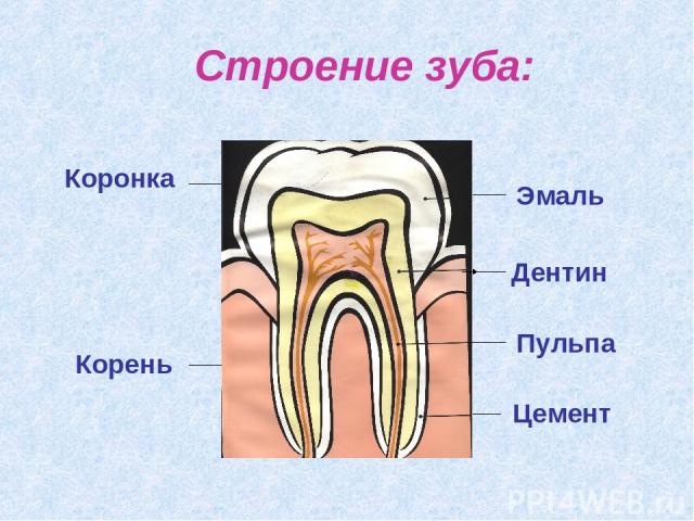 Строение зуба: Коронка Корень Эмаль Дентин Пульпа Цемент