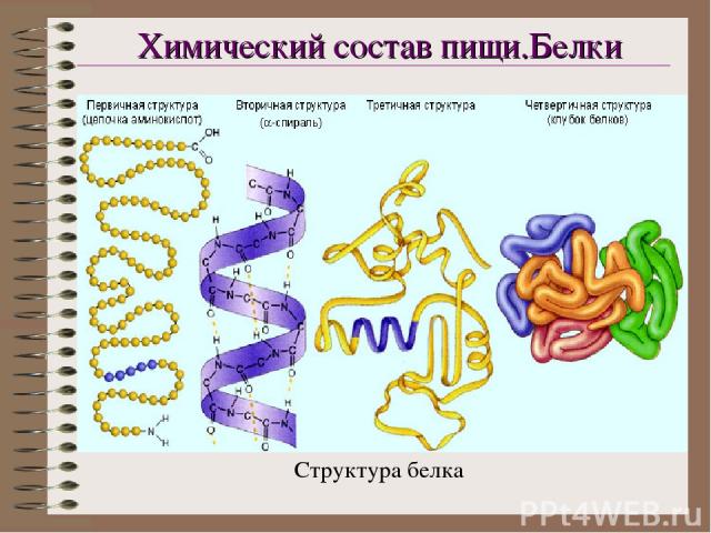 Структура белка