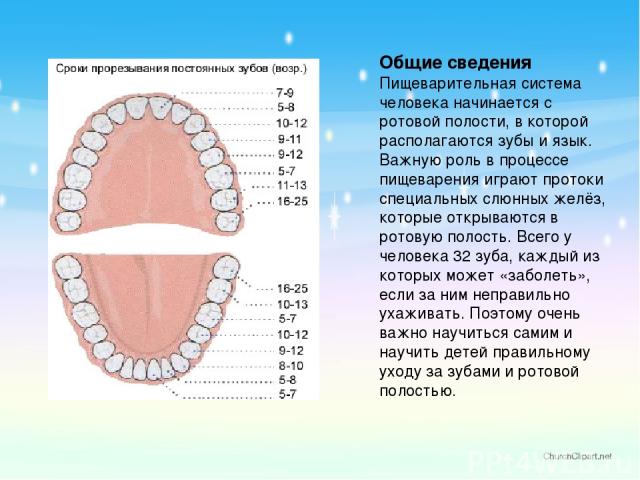 Общие сведения Пищеварительная система человека начинается с ротовой полости, в которой располагаются зубы и язык. Важную роль в процессе пищеварения играют протоки специальных слюнных желёз, которые открываются в ротовую полость. Всего у человека 3…