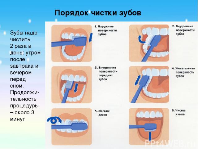 Зубы надо чистить 2 раза в день: утром после завтрака и вечером перед сном. Продолжи-тельность процедуры – около 3 минут Порядок чистки зубов