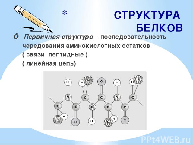 СТРУКТУРА БЕЛКОВ ■ Первичная структура - последовательность чередования аминокислотных остатков ( связи пептидные ) ( линейная цепь)