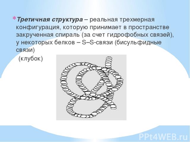 Третичная структура – реальная трехмерная конфигурация, которую принимает в пространстве закрученная спираль (за счет гидрофобных связей), у некоторых белков – S–S-связи (бисульфидные связи) (клубок)