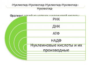 -Нуклеотид–Нуклеотид–Нуклеотид–Нуклеотид–Нуклеотид- Фрагмент одной из цепочек ну