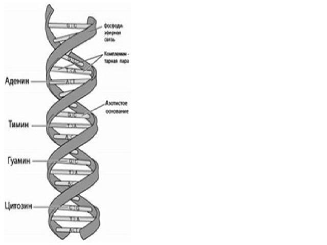ДНК представляет собой двойную нить, скрученную в спираль. Каждая нить состоит из 