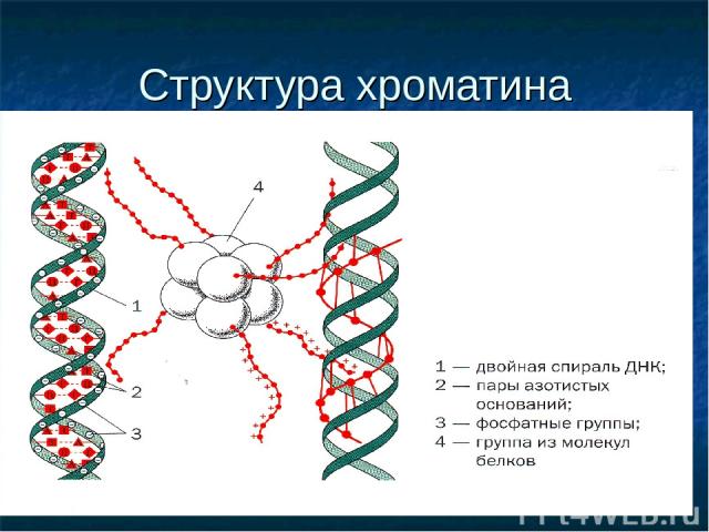 Структура хроматина