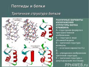 * Пептиды и белки Третичная структура белков РАЗЛИЧНЫЕ ВАРИАНТЫ ИЗОБРАЖЕНИЯ СТРУ