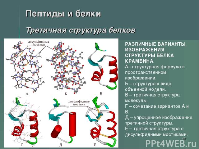 * Пептиды и белки Третичная структура белков РАЗЛИЧНЫЕ ВАРИАНТЫ ИЗОБРАЖЕНИЯ СТРУКТУРЫ БЕЛКА КРАМБИНА. А– структурная формула в пространственном изображении. Б – структура в виде объемной модели. В – третичная структура молекулы. Г – сочетание вариан…