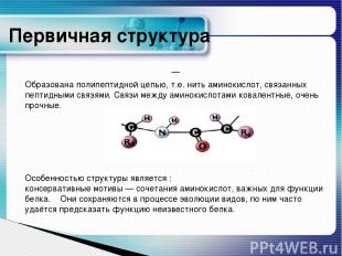 — Образована полипептидной цепью, т.е. нить аминокислот, связанных пептидными св