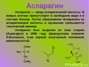 Аспараги н — амид аспарагиновой кислоты. В живых клетках присутствует в свободно