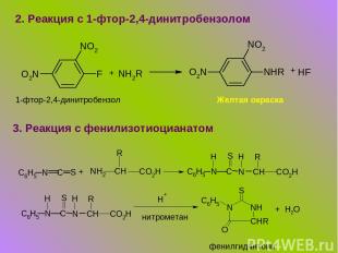 2. Реакция с 1-фтор-2,4-динитробензолом + + 1-фтор-2,4-динитробензол Желтая окра